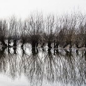 Wilgen bij hoogwater van Ralf Köhnke