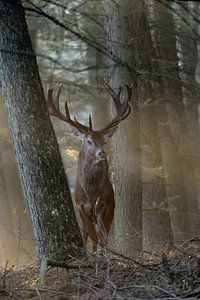 Rothirsch (Cervus elaphus ), majestätischer Hirsch im ersten Morgenlicht