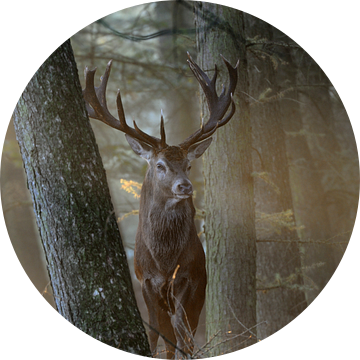 Edelhert (Cervus elaphus ), majestueus hert in het eerste ochtendlicht van wunderbare Erde