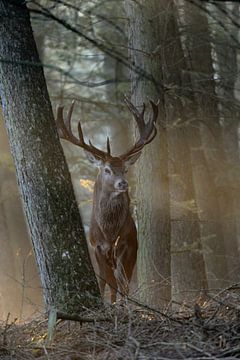 Edelhert (Cervus elaphus ), majestueus hert in het eerste ochtendlicht van wunderbare Erde