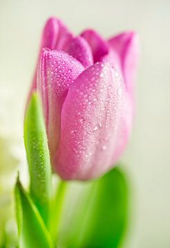 Roze tulp met waterdruppels van Iris Holzer Richardson
