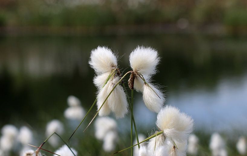 Schmalblättriges Wollgras von Matthias Brix