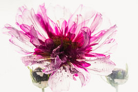 Cosmea in ijs 3