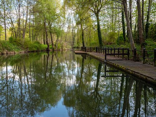 Landschap van het Spreewald in Brandenburg in Duitsland