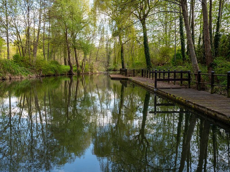 Landschap van het Spreewald in Brandenburg in Duitsland van Animaflora PicsStock