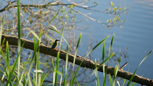 Kingfisher at sunrise