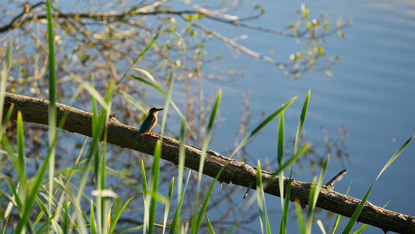 Ijsvogel bij zonsopkomst van Luuk Van Der Naalt