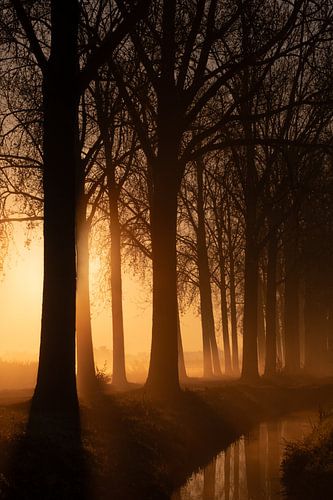Silhouet bomen bij mistige oranje zonsopkomst