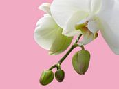 witte orchidee van daphne houtman thumbnail