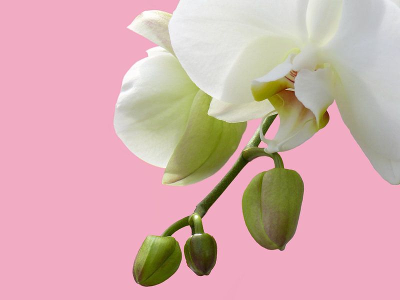 witte orchidee van daphne houtman