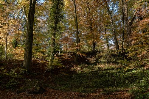 Ambiance automnale dans les forêts du Limbourg méridional