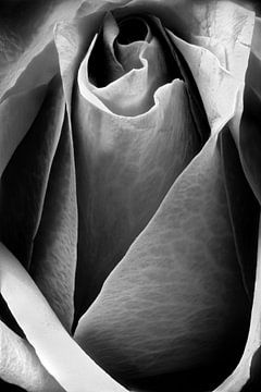 Closeup van een roze roos in zwart wit van Youri Mahieu