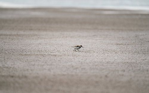 Pas à pas sur la plage
