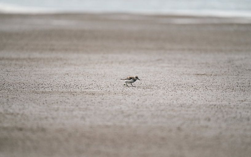 Step by step on the beach by Job Vermeulen