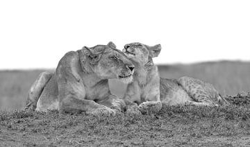 Mother love! van Robert Kok