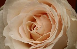 Rose Rose by Pim van der Horst
