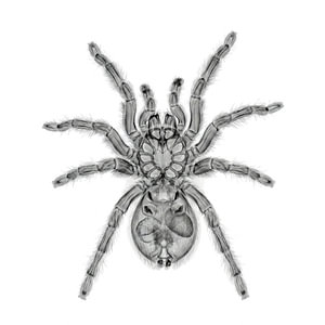 Tranchilla Spider X-ray