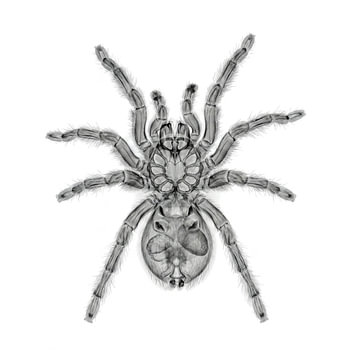 Radiographie d'une araignée Tranchilla