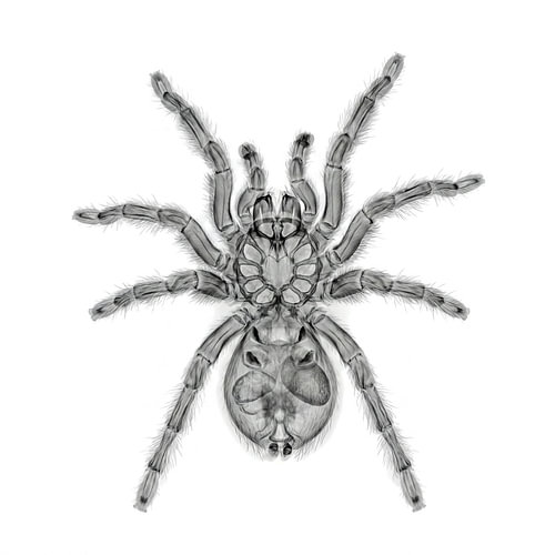 Röntgenaufnahme der Tranchilla-Spinne