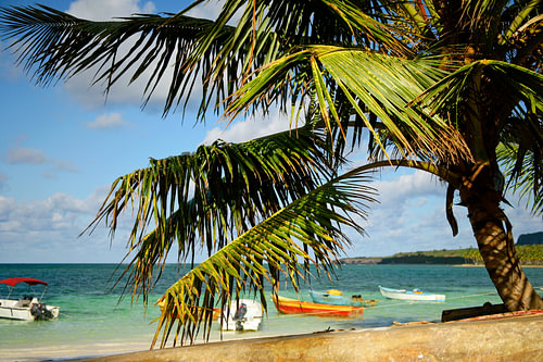 Palm Tree Paradise