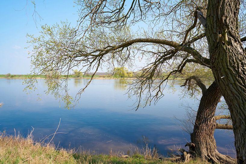 Pâturage sur les rives de l'Elbe près de Magdebourg par Heiko Kueverling