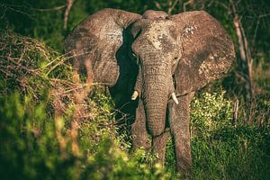 Eléphant de Namibie dans le pan d'Etosha