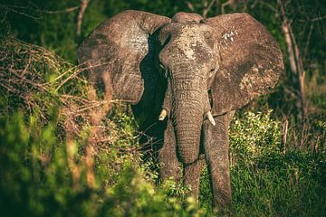 Namibia Elephant in the Etosha Pan by Jean Claude Castor