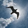 Gull flies high in blue sky in front of the sun by Susan Hol