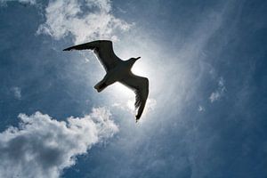 Meeuw vliegt hoog in blauwe lucht voor de zon