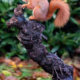 Squirrel on branch by Klaartje Majoor