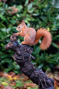 Eichhörnchen auf Ast