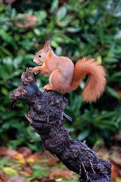 Squirrel on branch