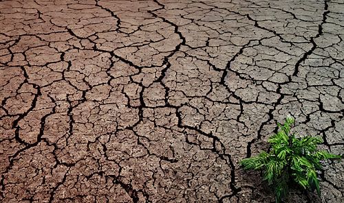 Sol avec fissures sèches et petites plantes vertes