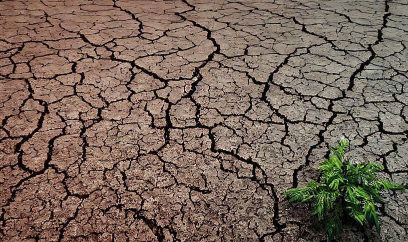 Soil with dry cracks and small green plants by Frank Heinz