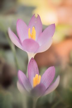 soft crocus by natascha verbij