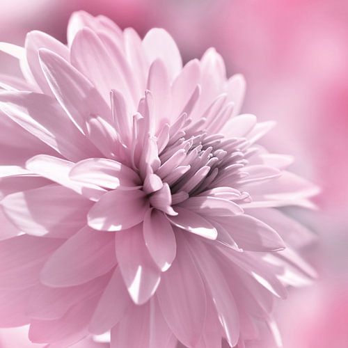 Dahlia