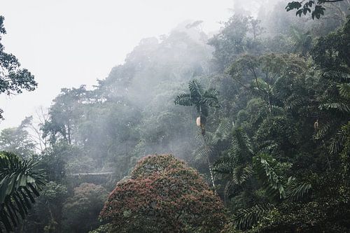 Arenal Hanging Bridges – Mistico Park