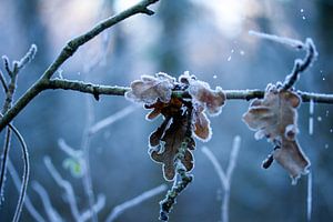 Winter im Wald von Karijn | Fine art Natuur en Reis Fotografie