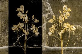 Nature morte du penny de Judas. Portrait d'une fleur. Art numérique sur Alie Ekkelenkamp