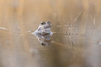 moorfrosch