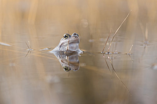 moorfrosch