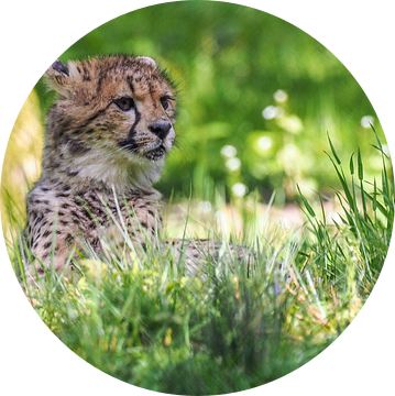 Jachtluipaard of Cheeta's : Koninklijke Burgers' Zoo van Loek Lobel