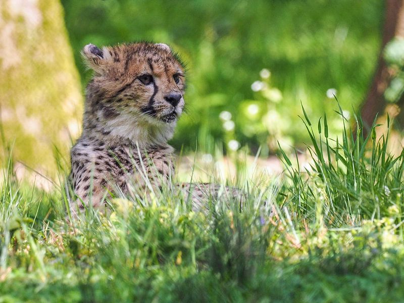 Jachtluipaard of Cheeta's : Koninklijke Burgers' Zoo van Loek Lobel