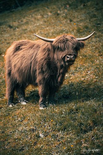 Schotse Hooglandrunderen