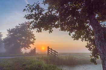 Brume matinale dans le polder