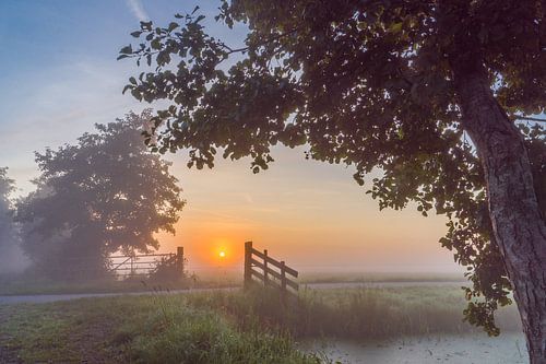 Morning fog in the polder
