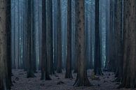 Nebliger und stimmungsvoller Wald von Vincent Fennis Miniaturansicht