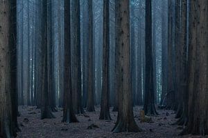 Nebliger und stimmungsvoller Wald