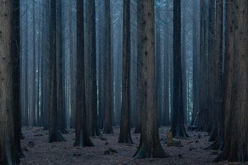 Misty and atmospheric forest by Vincent Fennis