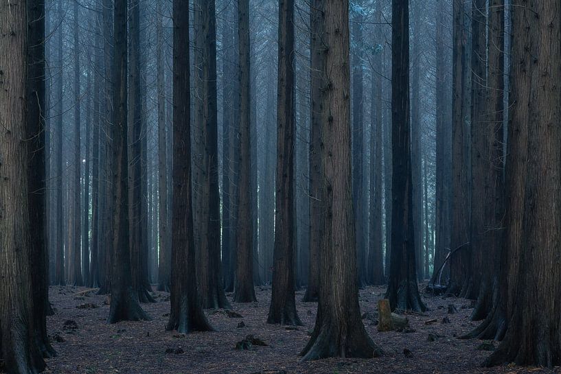 Nebliger und stimmungsvoller Wald von Vincent Fennis